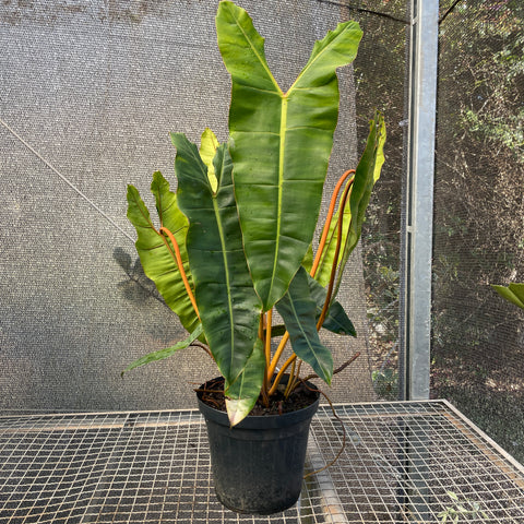 Philodendron Billietiae