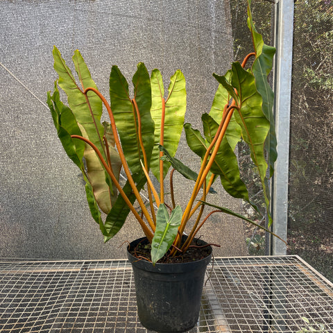Philodendron Billietiae