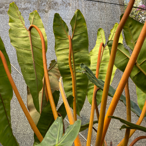Philodendron Billietiae