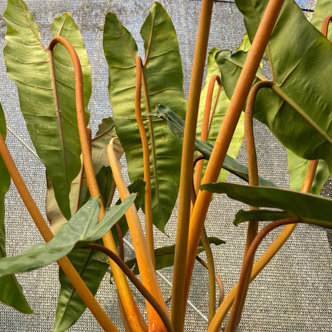 Philodendron Billietiae