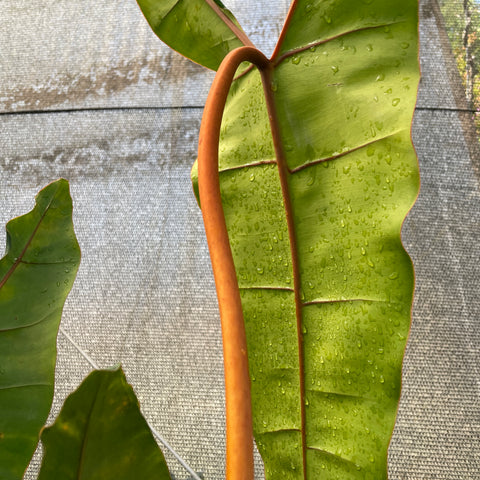 Philodendron Billietiae
