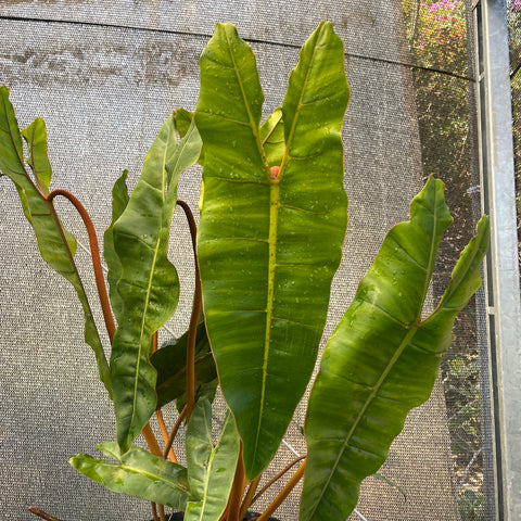 Philodendron Billietiae