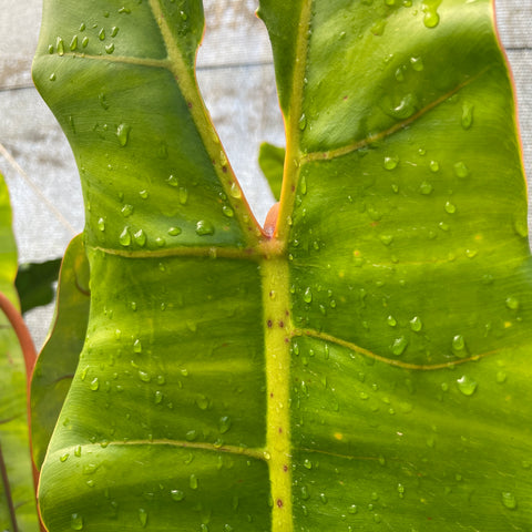 Philodendron Billietiae