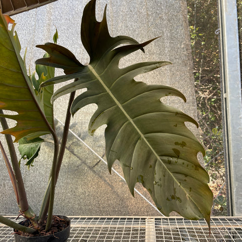 Philodendron 'caramel'