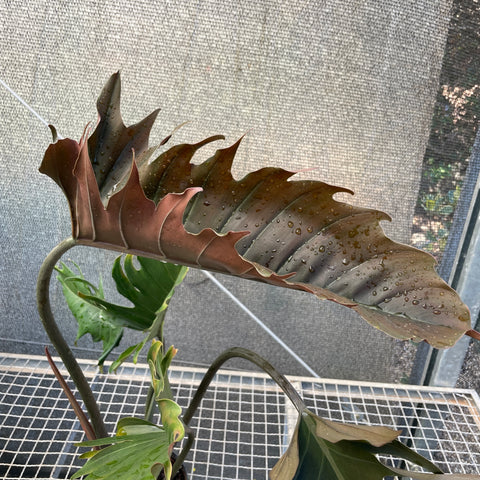 Philodendron 'caramel'