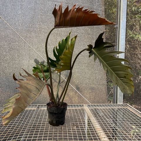 Philodendron 'caramel'