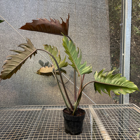 Philodendron 'caramel'