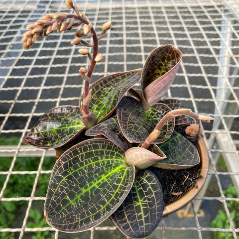 Macodes sanderiana