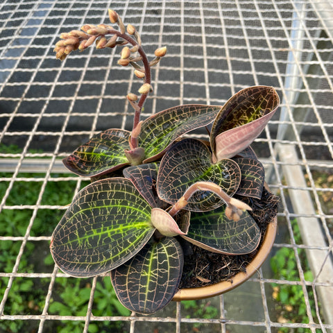 Macodes sanderiana