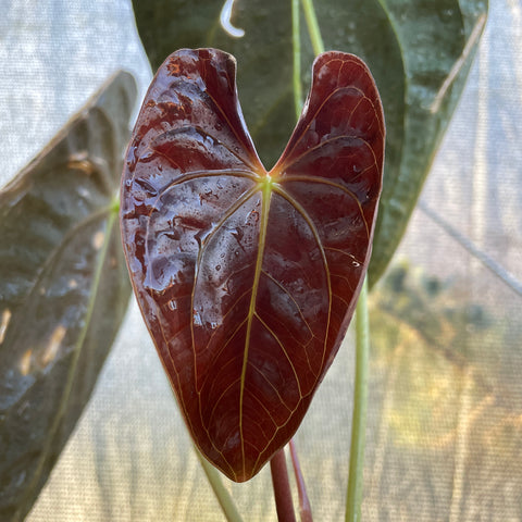 Anthurium Papillilaminum 'Guna Yala'