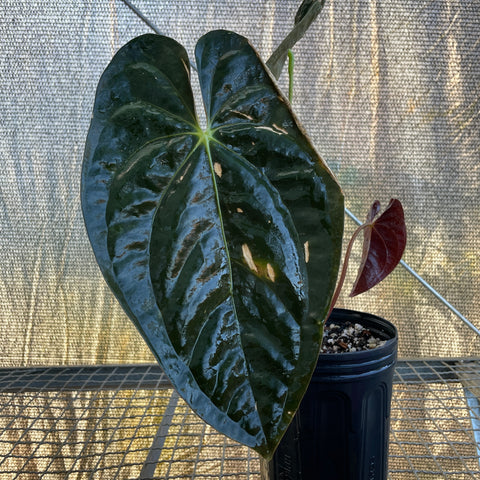Anthurium Papillilaminum 'Guna Yala'
