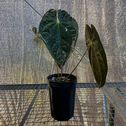 Anthurium Papillilaminum 'Guna Yala'
