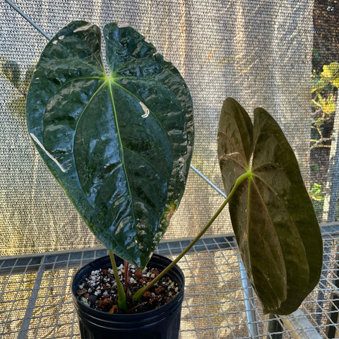 Anthurium Papillilaminum 'Guna Yala'