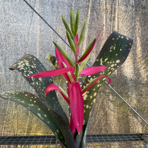 Billbergia fantasia