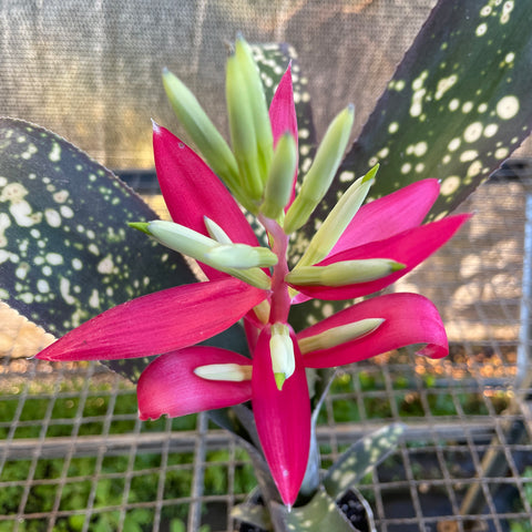Billbergia fantasia