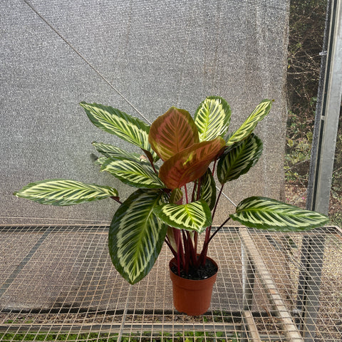 Calathea Cora