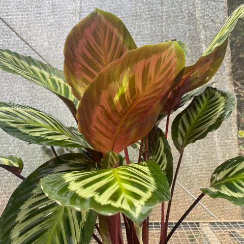 Calathea Cora