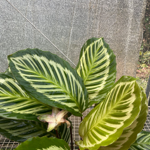 Calathea Cora