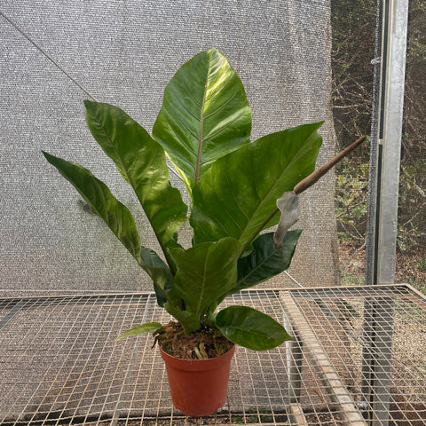 Anthurium Hookeri 'variegata'