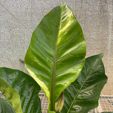 Anthurium Hookeri 'variegata'
