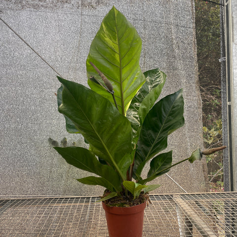 Anthurium Hookeri 'variegata'