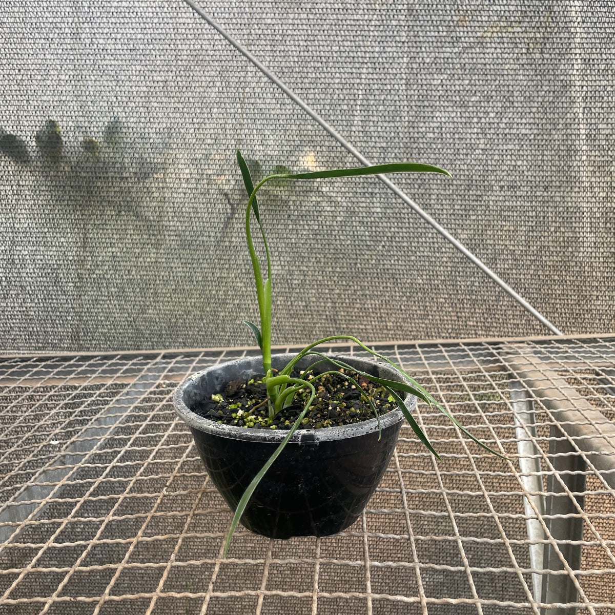 philodendron sucre slim Philodendron Sucre's Slim – Entre Raízes Botânica