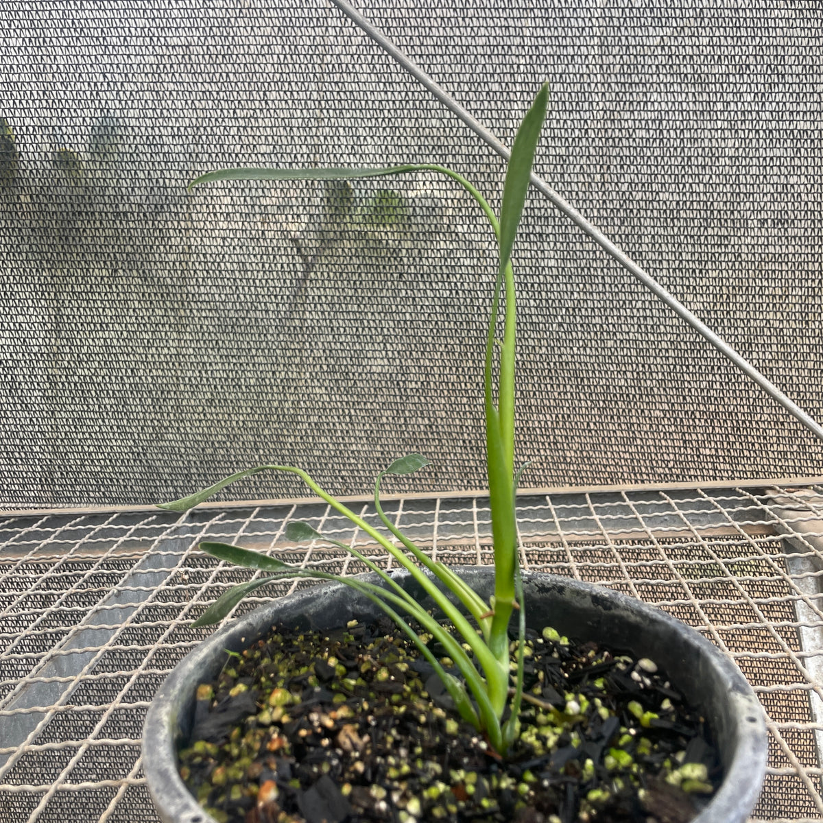 philodendron sucre slim Philodendron Sucre's Slim – Entre Raízes Botânica