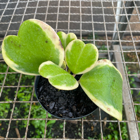 Hoya kerri variegata