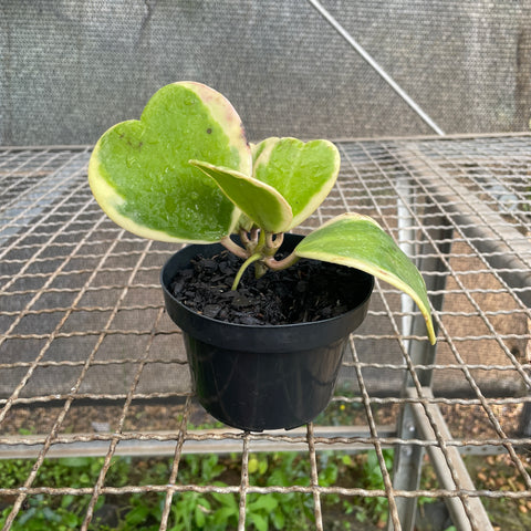 Hoya kerri variegata