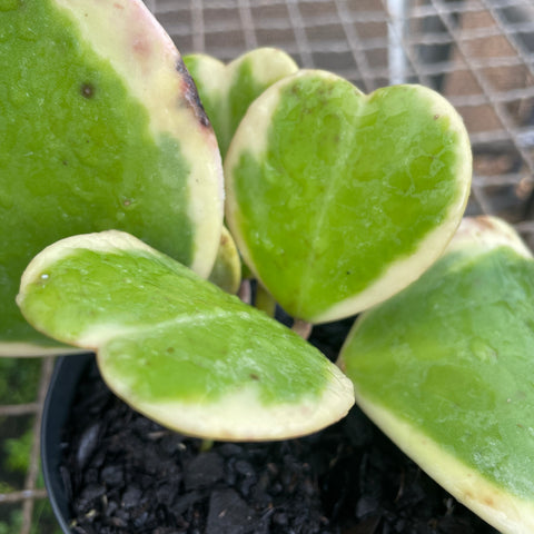 Hoya kerri variegata