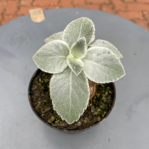 Plantas convencionais
