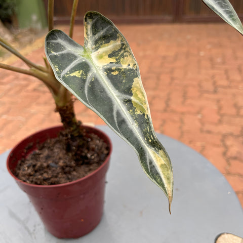 Alocasia Polly variegata #1