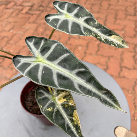 Alocasia Polly variegata #1