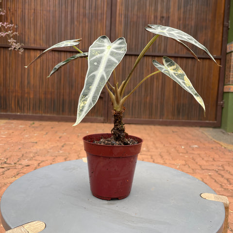 Alocasia Polly variegata #1