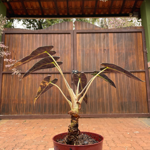Alocasia Polly variegata #1