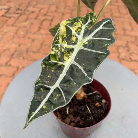Alocasia amazônica 'variegata' #1