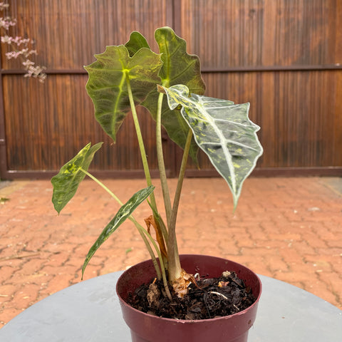 Alocasia amazônica 'variegata' #1