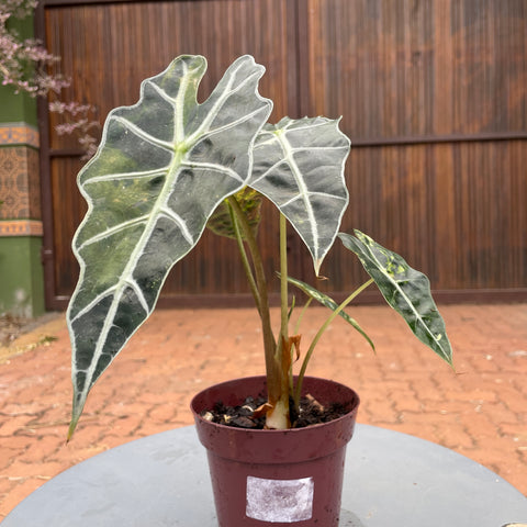Alocasia amazônica 'variegata' #1
