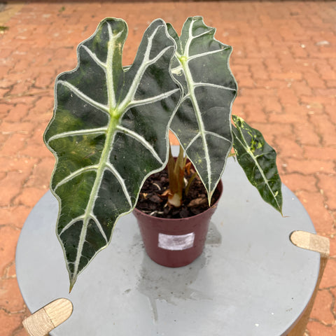 Alocasia amazônica 'variegata' #1