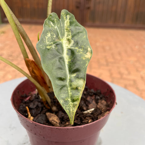 Alocasia amazônica 'variegata' #1