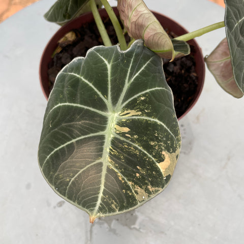 Alocasia black velvet 'variegata'