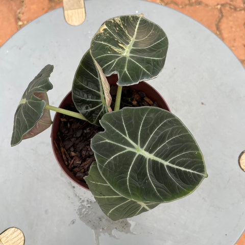 Alocasia black velvet 'variegata'