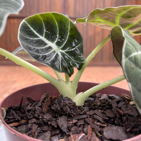 Alocasia black velvet 'variegata'