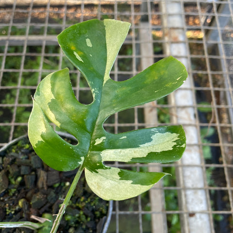 Rhaphidophora tetrasperma Variegata
