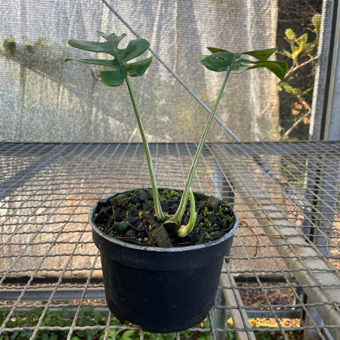 Rhaphidophora tetrasperma Variegata