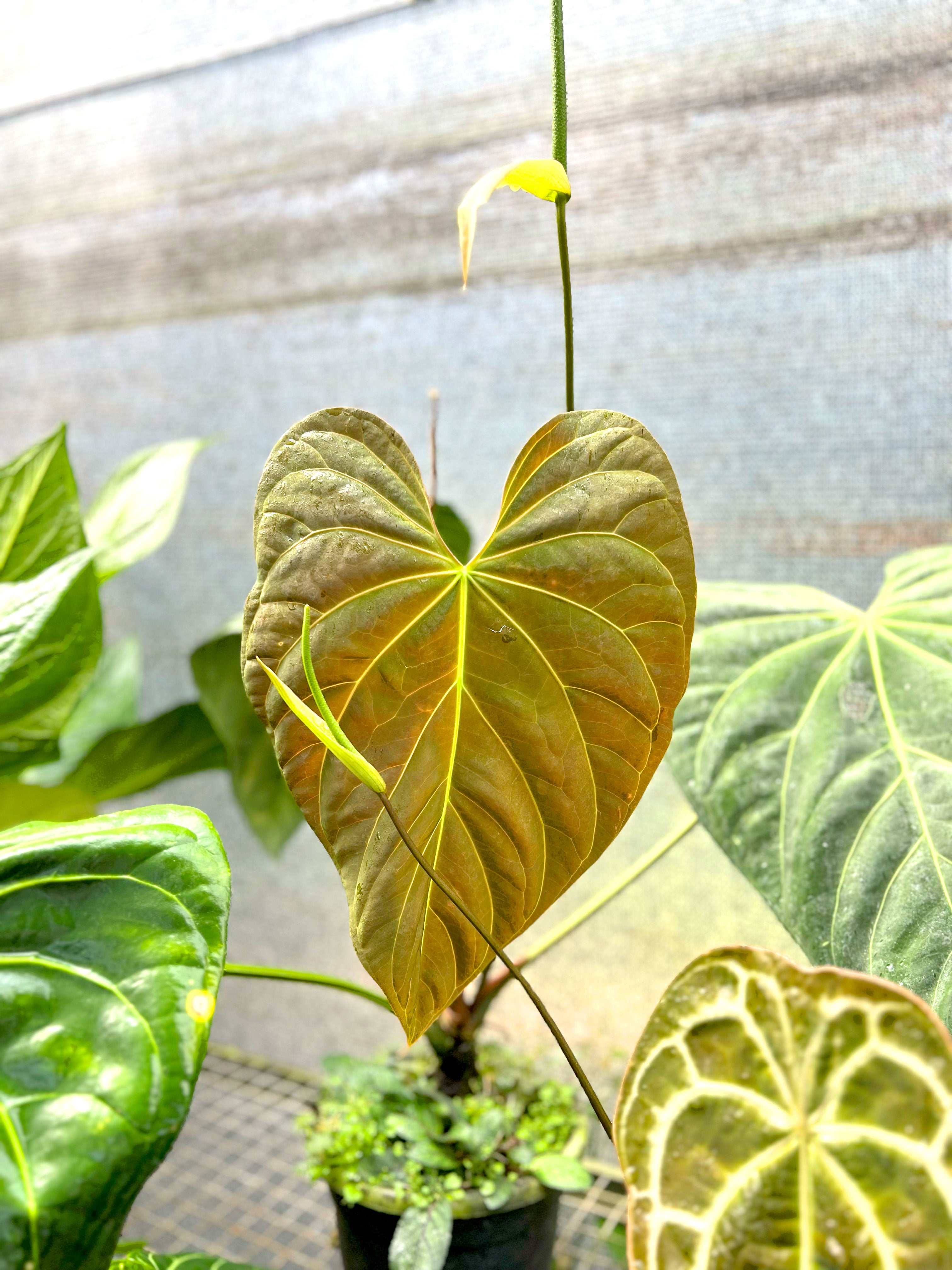 Anthurium papillilaminum – Entre Raízes Botânica