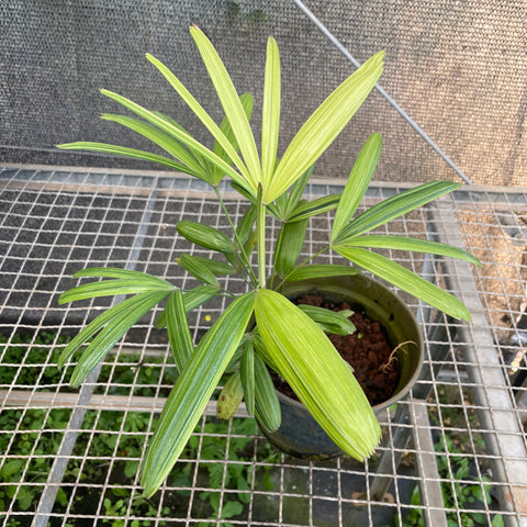 Palmeiras raphis 'variegata'