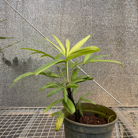 Palmeiras raphis 'variegata'