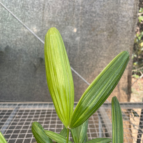 Palmeiras raphis 'variegata'
