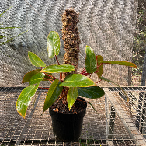 Philodendron 'Painted Lady'